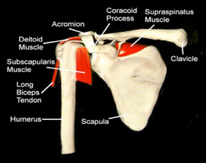 Shoulder Joints