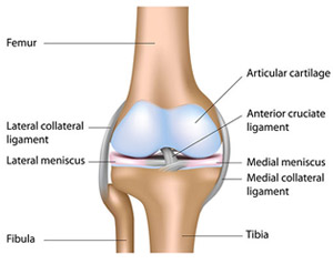Knee Joints
